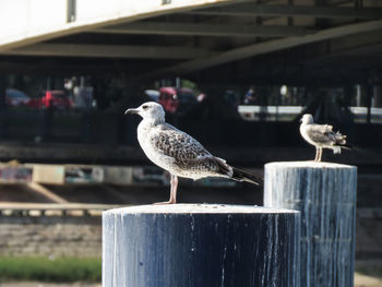 Seagull perching on wooden post