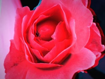 Close-up of pink rose