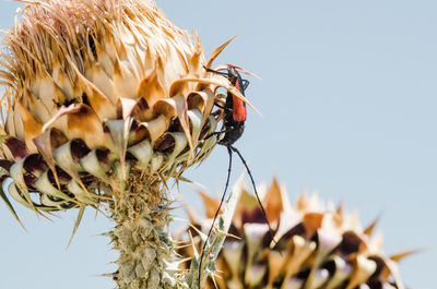 Close-up of insect on flower against sky