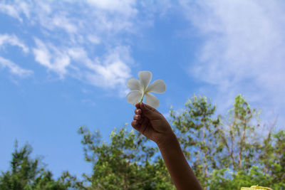 Cropped hand of woman holding white flower against blue sky