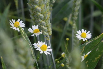 Close-up of white flowers blooming outdoors