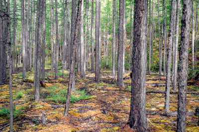 The landscape with forest in kodar mountain region of russia
