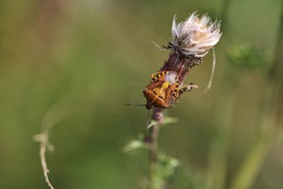 Close-up of butterfly pollinating on flower