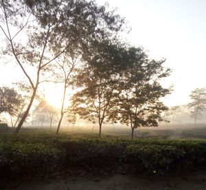 Trees on field against sky