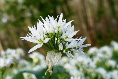 Close-up of white flowers