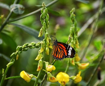 Oriental tiger butterfly