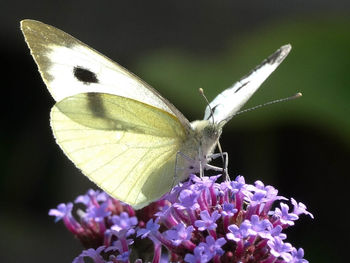 Close-up of butterfly on flower