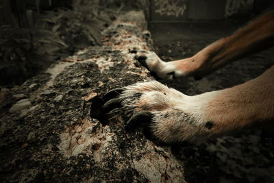 Close-up of a dog on tree trunk