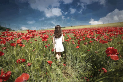 Among poppies
