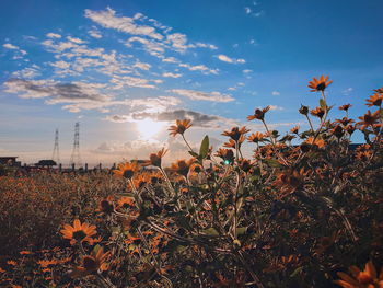 Close-up of flowering plants on field against sky during sunset