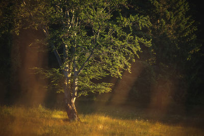 Trees on field in forest