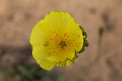 Close-up of yellow flowering plant