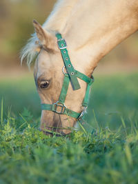 Close-up of horse grazing on grassy land