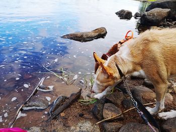 High angle view of dog drinking water