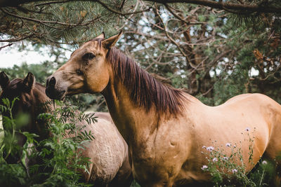 Female buckskin horse standing in woods in wisconsin