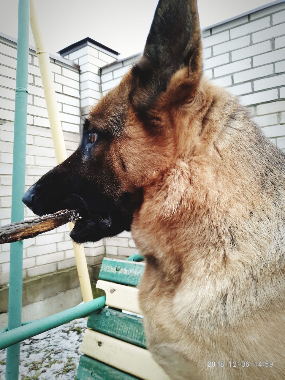 one animal, mammal, domestic animals, domestic, animal, pets, animal themes, vertebrate, canine, dog, close-up, side view, no people, looking, animal body part, day, looking away, railing, brown, indoors, animal head, profile view