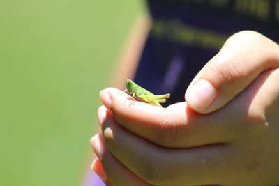 Close-up of a hand holding insect