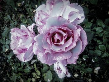 Close-up of pink flowers