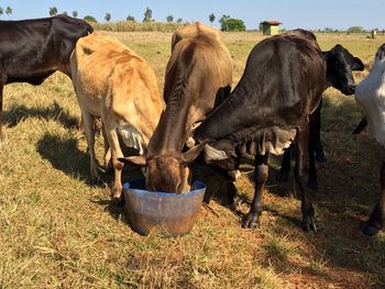 Cows grazing on field