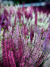 Close-up of purple flowering plants