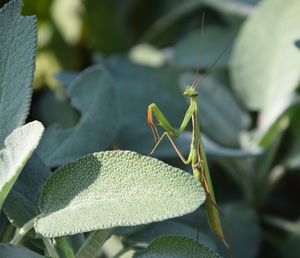 Close-up of damselfly on plant