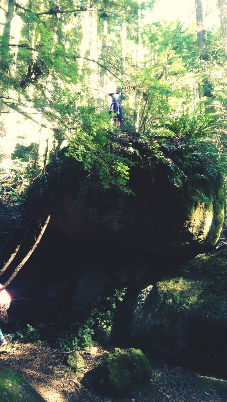 tree, lifestyles, leisure activity, growth, tree trunk, nature, sunlight, tranquility, men, rock - object, forest, full length, branch, beauty in nature, plant, day, shadow, green color