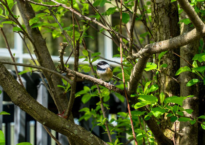 Close-up of bird perching on tree