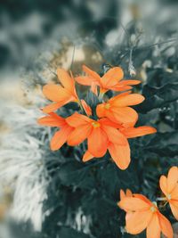 Close-up of orange flowering plant