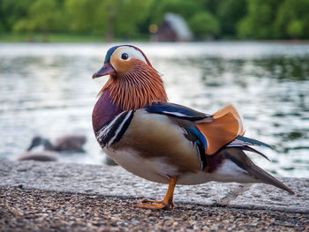 Close-up of duck on lake