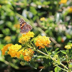 Close-up of butterfly pollinating on yellow flowers