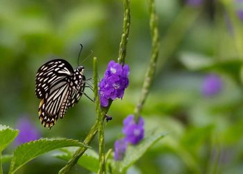 Close-up of butterfly perching on flower