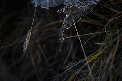 Close-up of raindrops on grass during winter