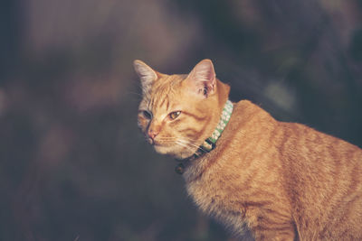 Cat looking away