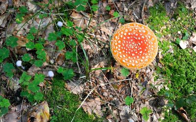 Close-up of mushroom growing in field