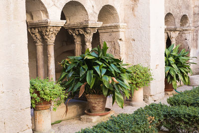 Potted plants in front of historic building