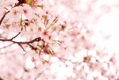 Close-up of cherry blossoms