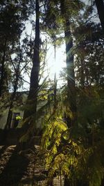 Low angle view of trees in forest