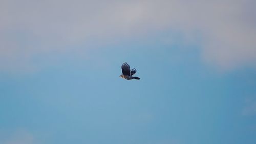 Low angle view of bird flying in sky