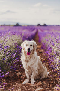 Portrait of dog standing amidst lavender flowers on field