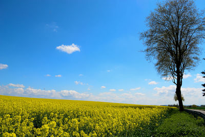 Scenic view of oilseed rape field against sky