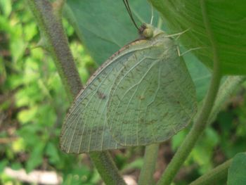 leaf