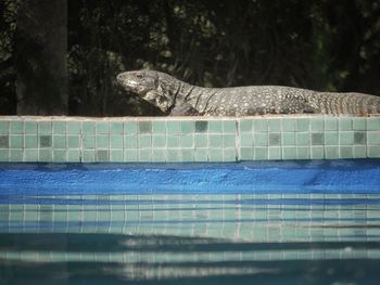 View of an animal in swimming pool