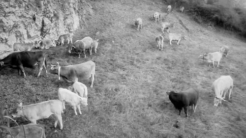 Cows grazing on field