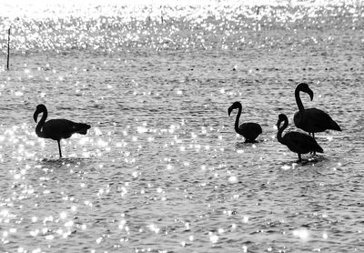 Swans swimming on lake
