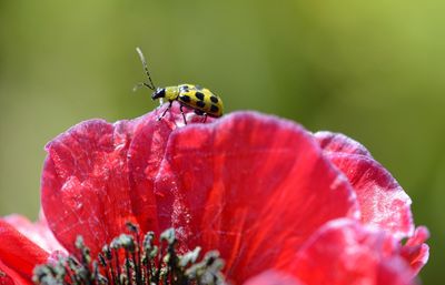 Close-up of insect on red flower