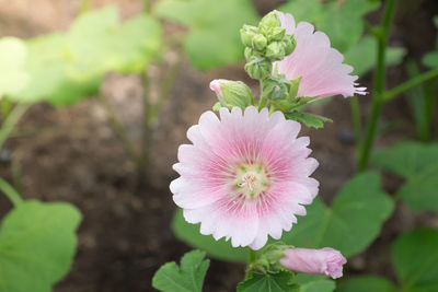 Close-up of pink flower blooming outdoors