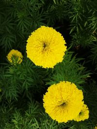 Close-up of yellow flowers blooming outdoors