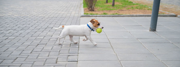 Dog standing on footpath