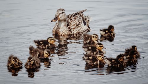 Duck with ducklings swimming on lake