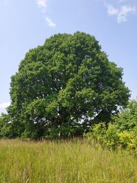 Trees on field against sky